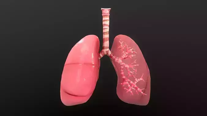 Respiratory System