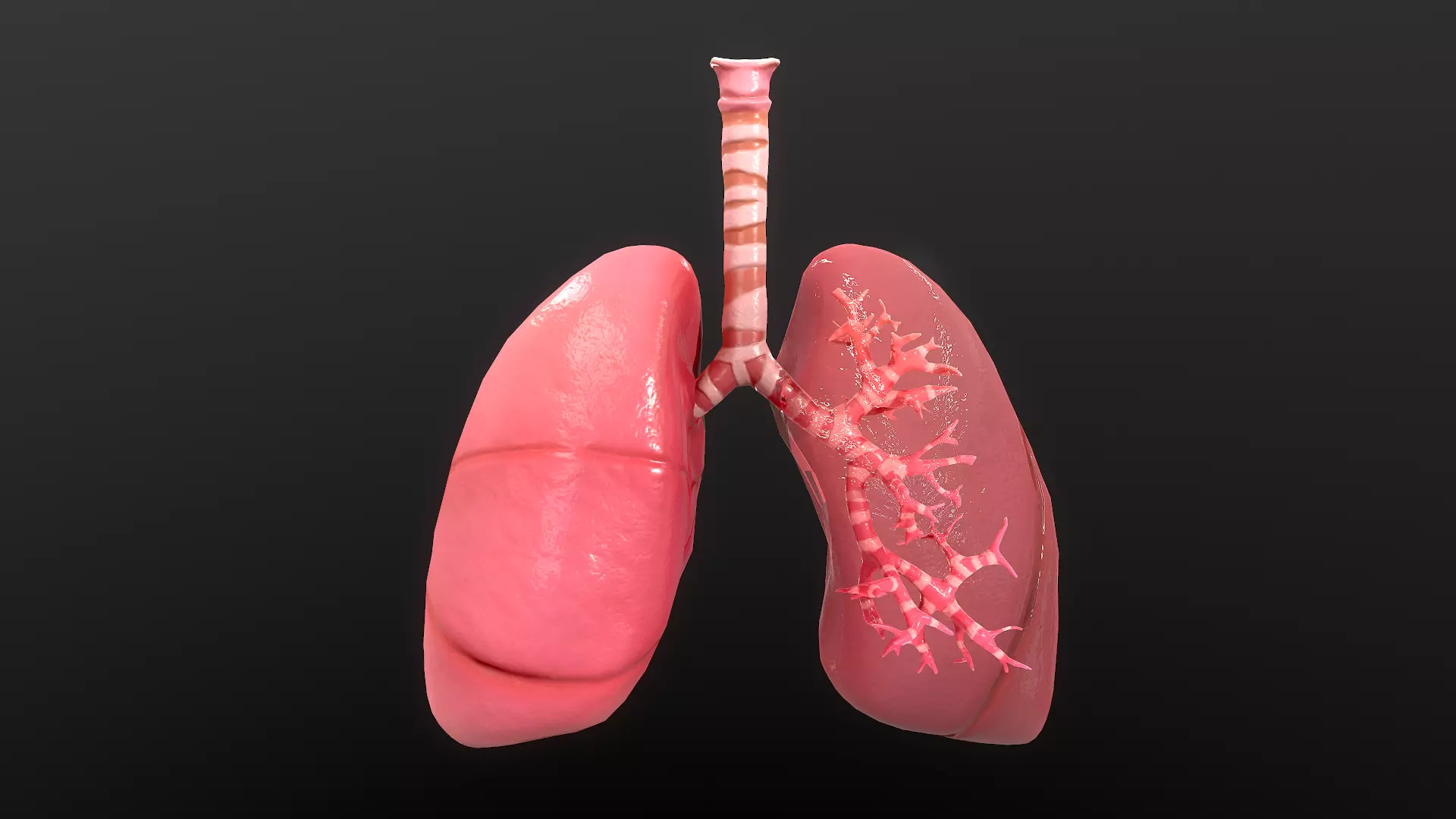 Respiratory System Low-poly 3D model_0