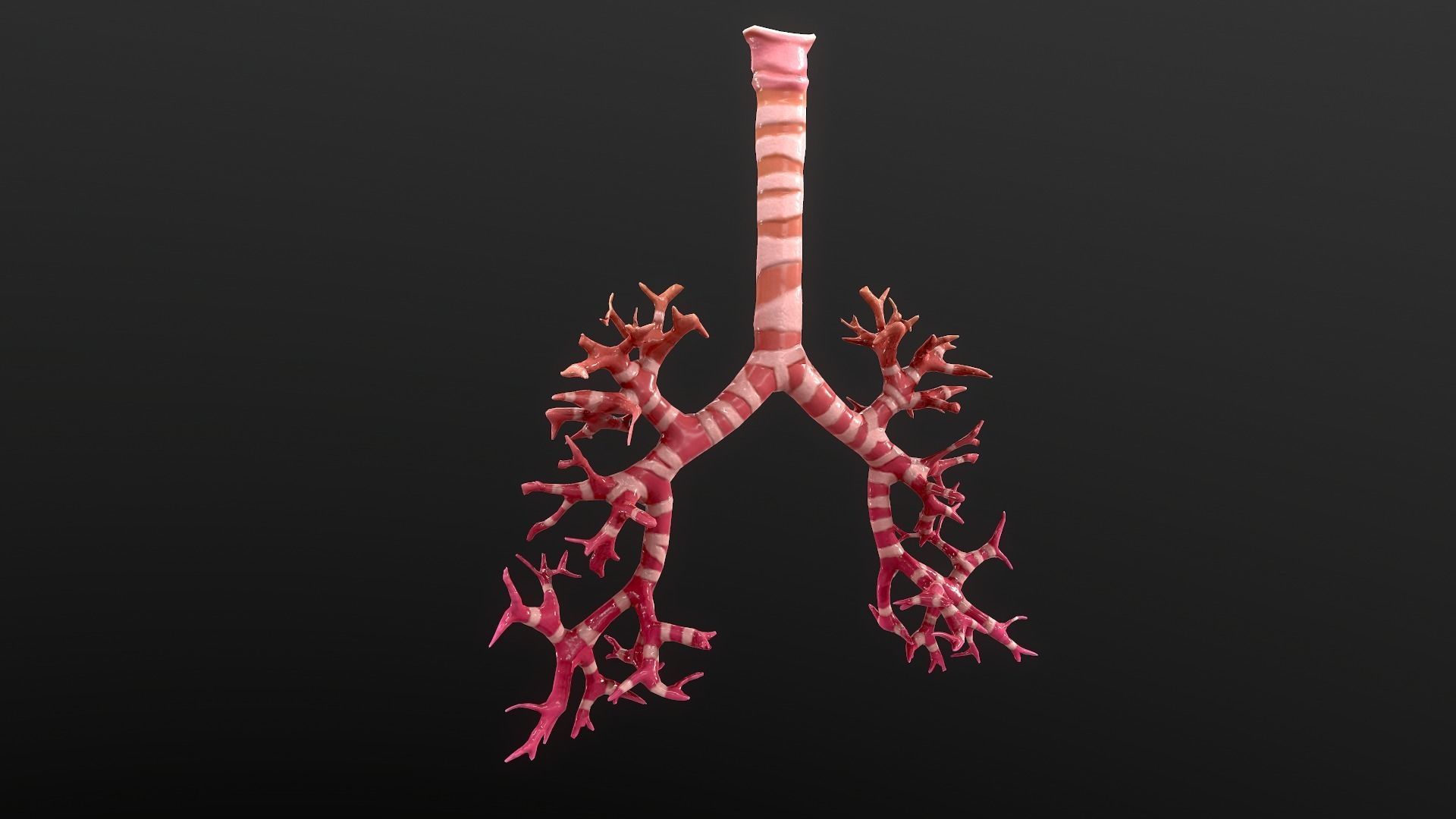 Respiratory System Low-poly 3D model_10