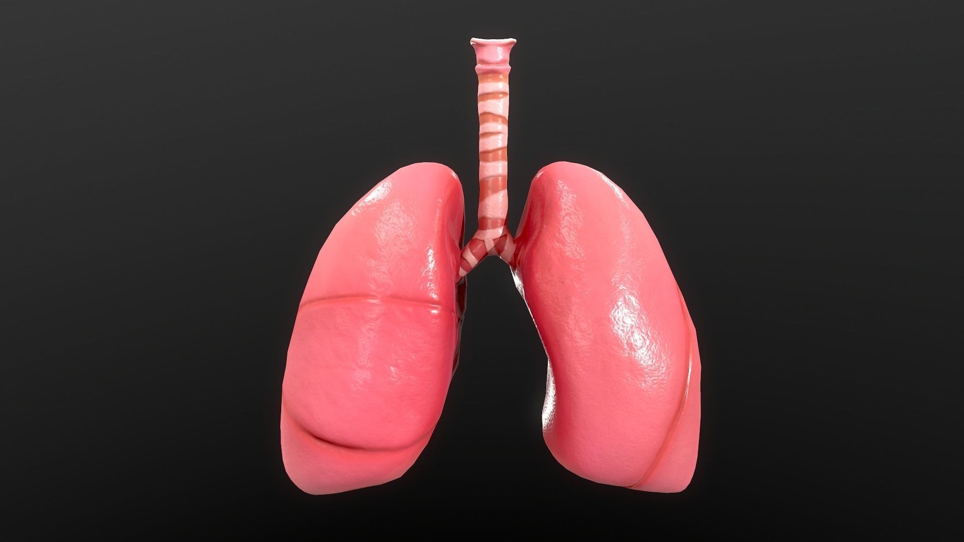 Respiratory System Low-poly 3D model_8