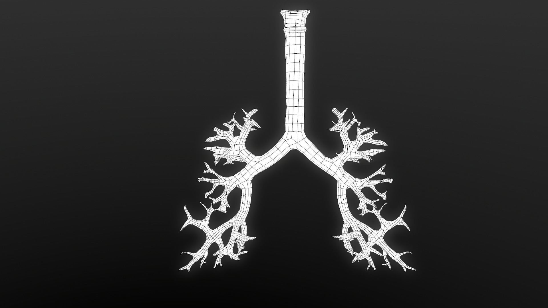 Respiratory System Low-poly 3D model_11