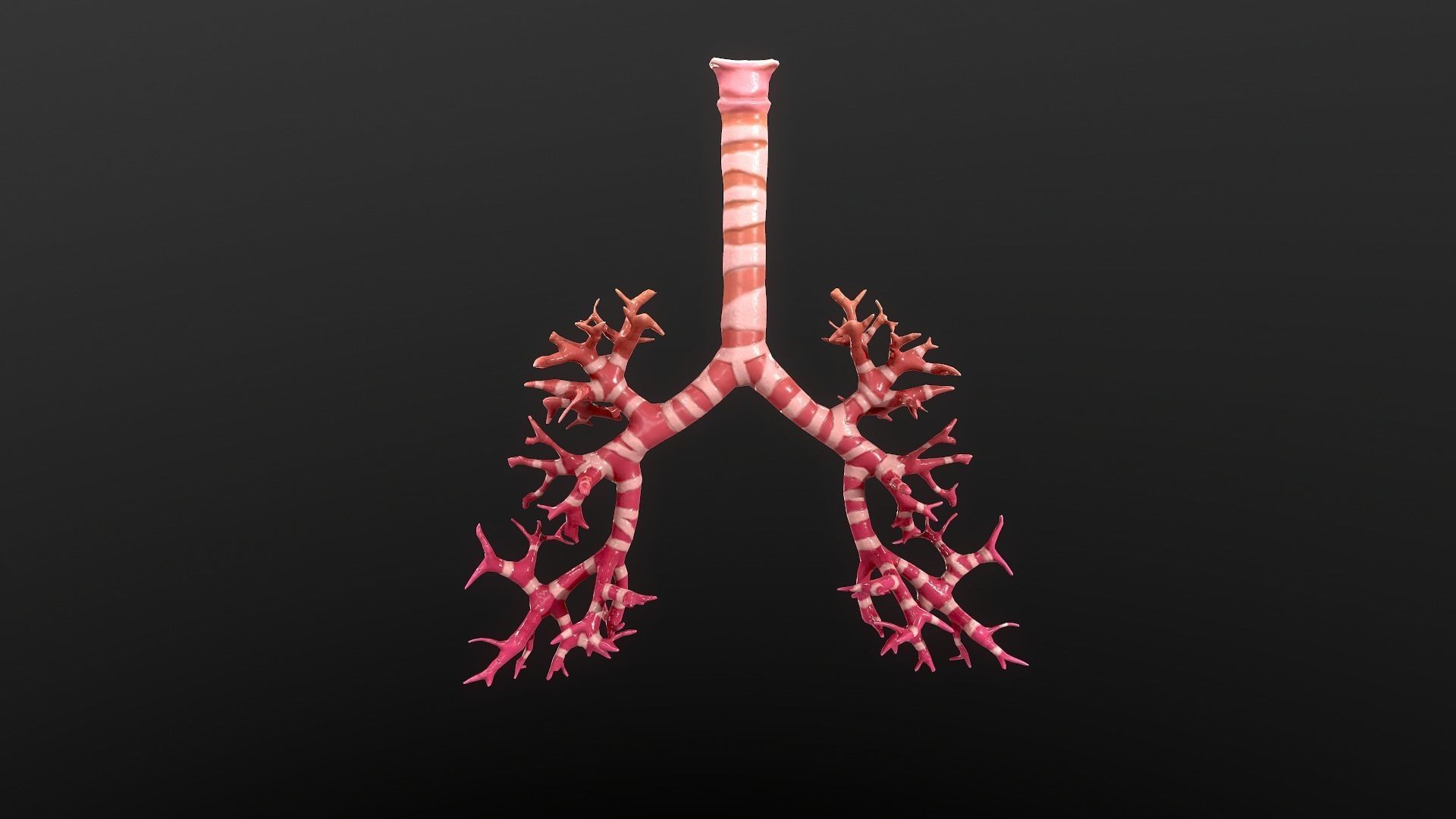 Respiratory System Low-poly 3D model_7