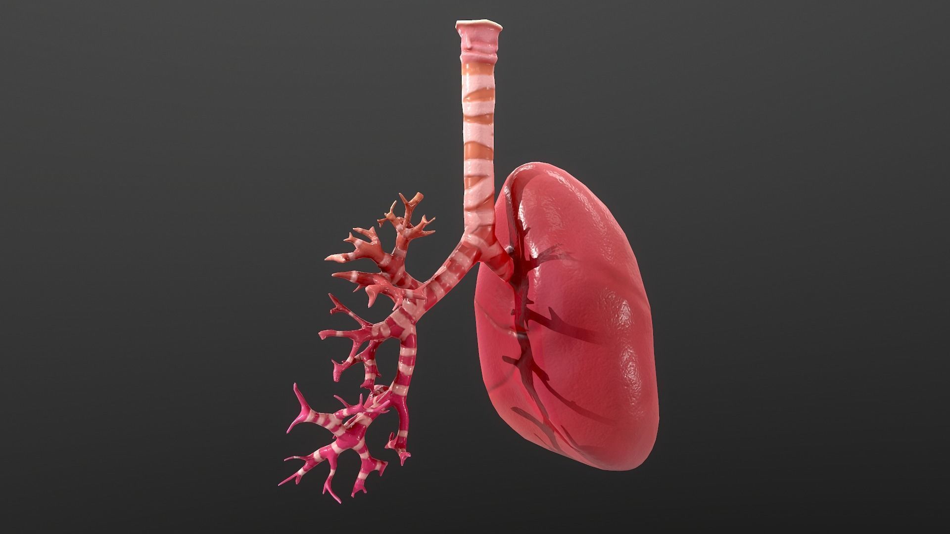 Respiratory System Low-poly 3D model_9