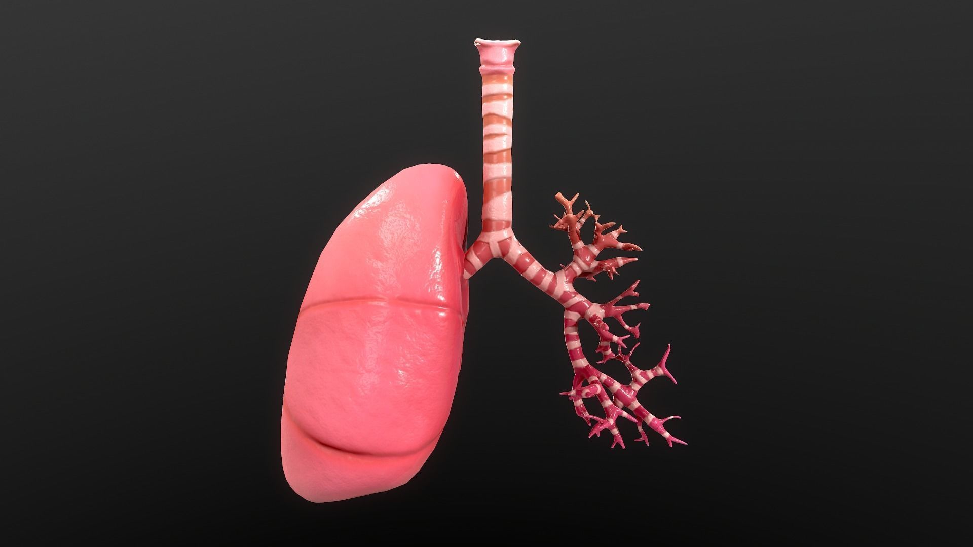 Respiratory System Low-poly 3D model_3