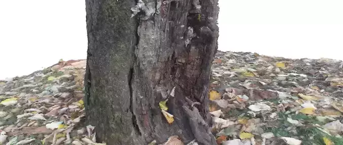 Park stump 3 3D scan