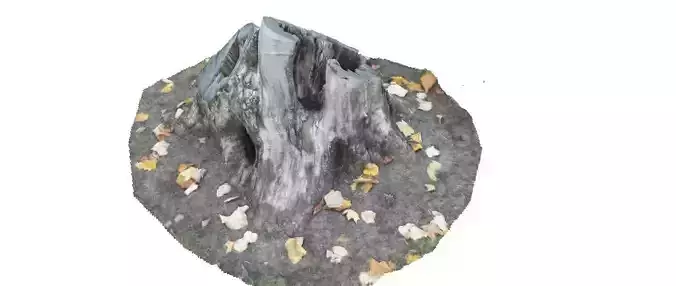 Park stump 2 3D scan