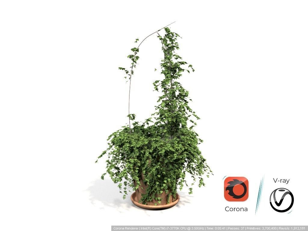 Ivy in pot 3D model_2