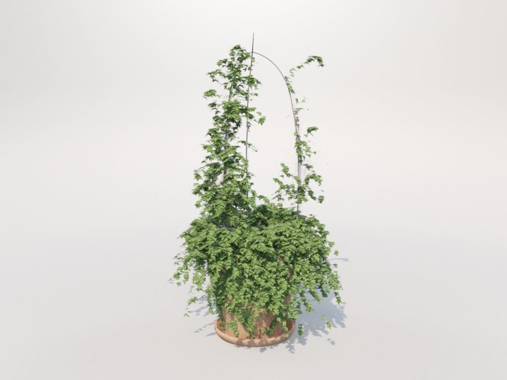 Ivy in pot 3D model_5