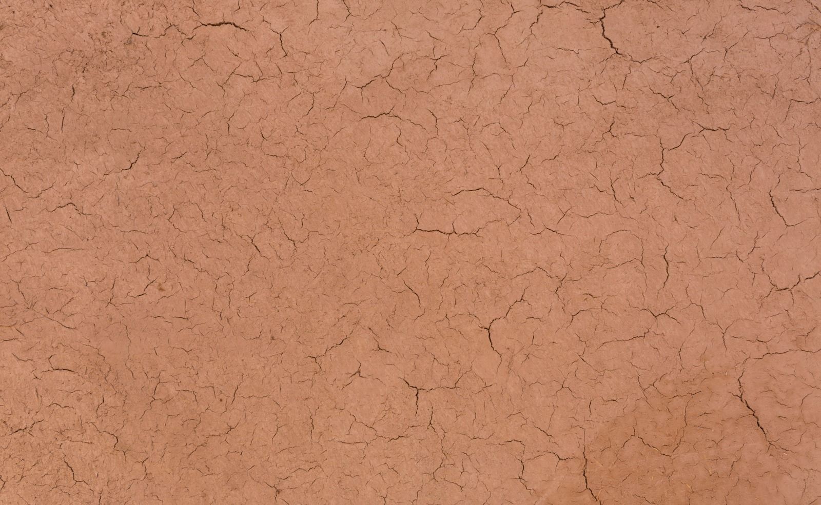 Ivy in pot 3D model_16