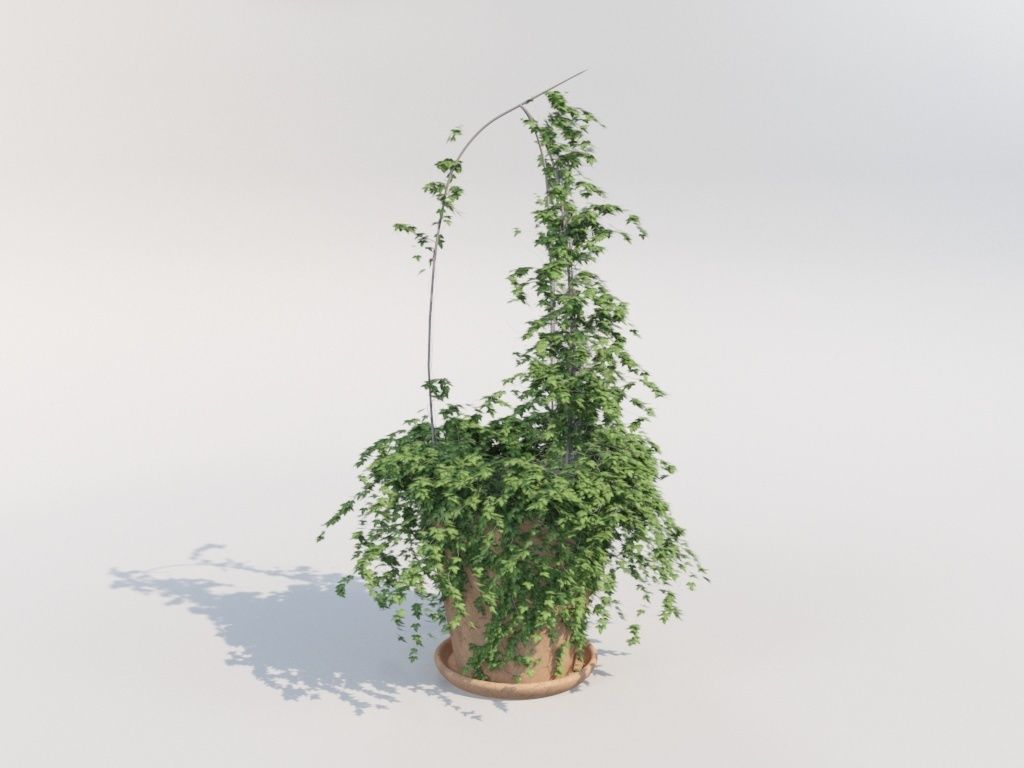 Ivy in pot 3D model_3