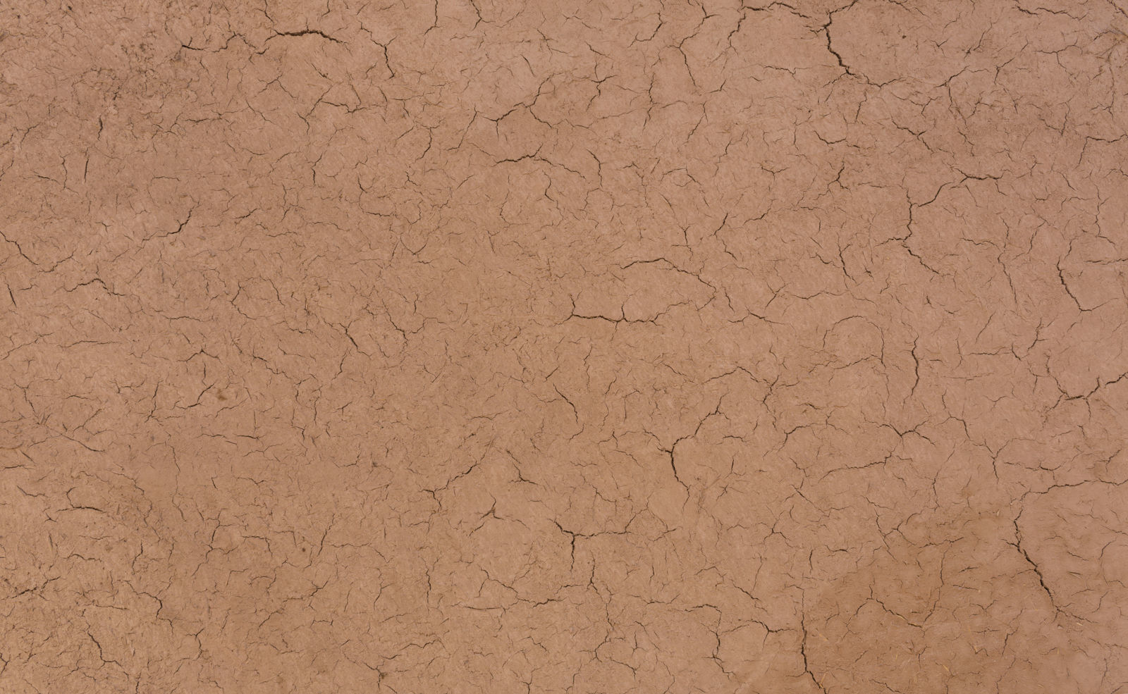 Ivy in pot 3D model_11