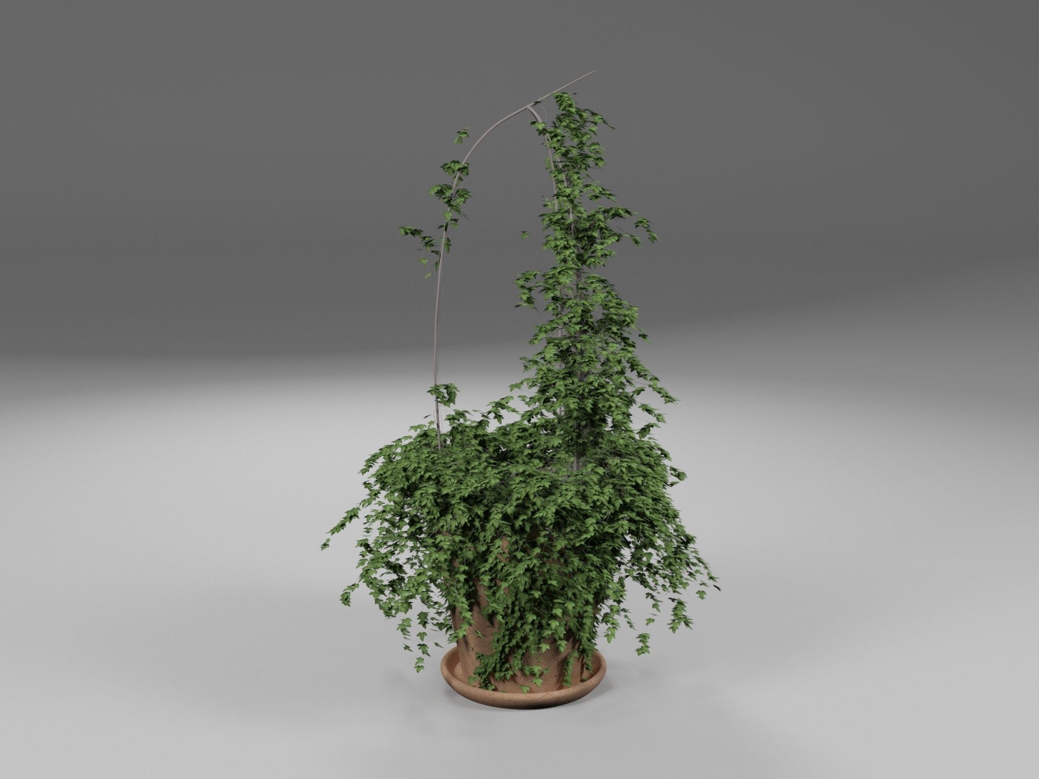 Ivy in pot 3D model_8