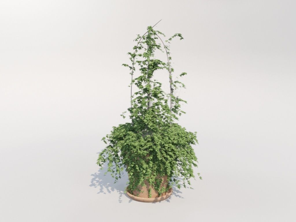 Ivy in pot 3D model_4