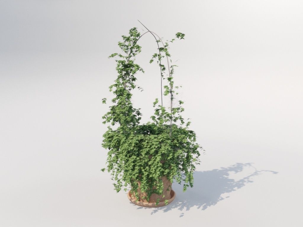 Ivy in pot 3D model_6