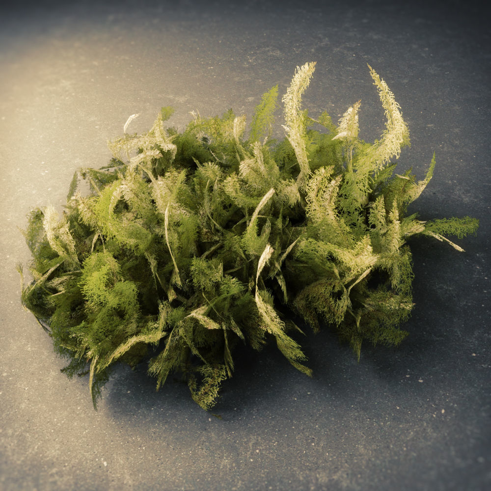 Moss Low Poly 11 Low-poly 3D model_2