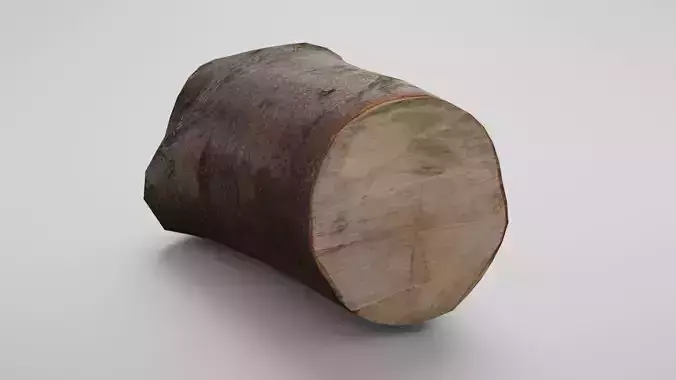 Tree stump freshly cut