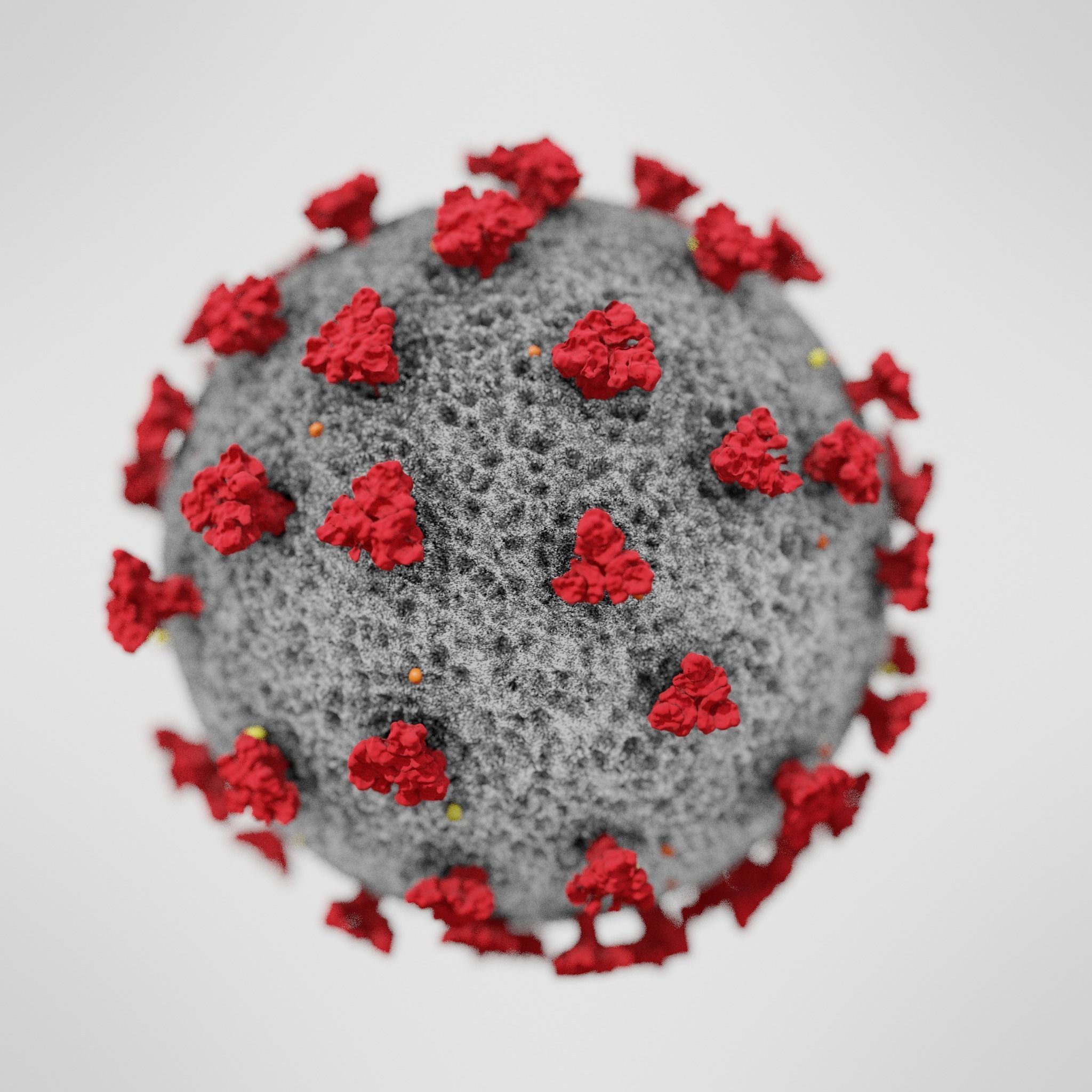 COVID-19 coronavirus 3D model_2