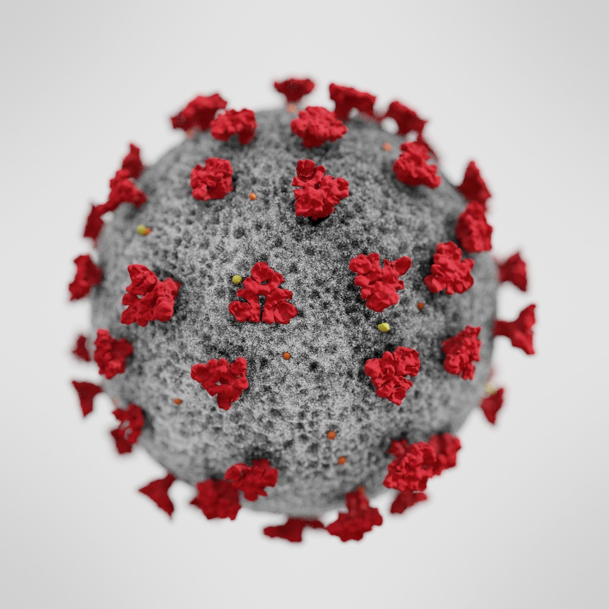 COVID-19 coronavirus 3D model_1