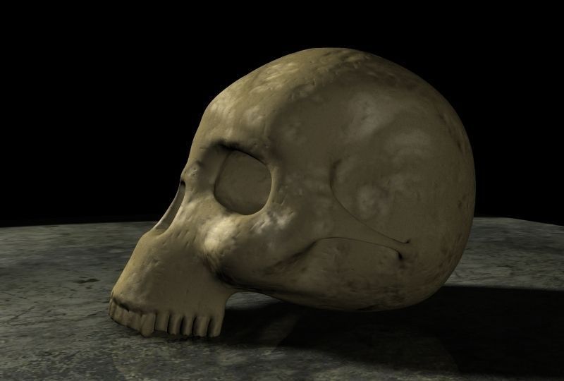 Skull Hominid 3D model_1