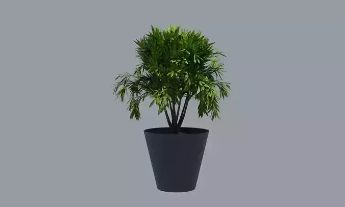 Plant Pot