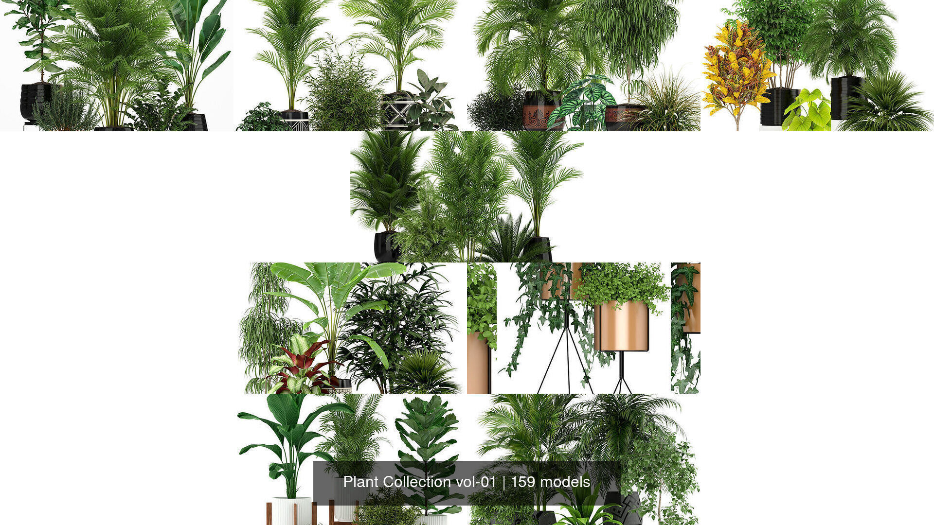 Plant Collection vol-01 _196