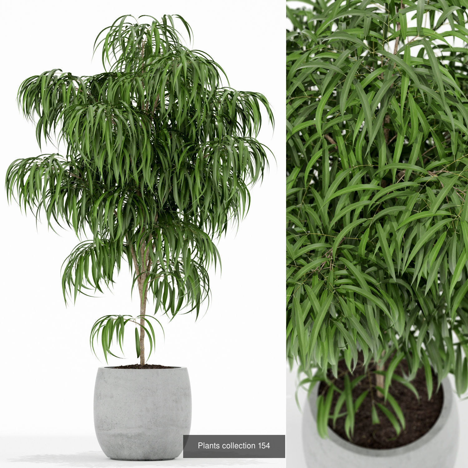 Plant Collection vol-01 _381