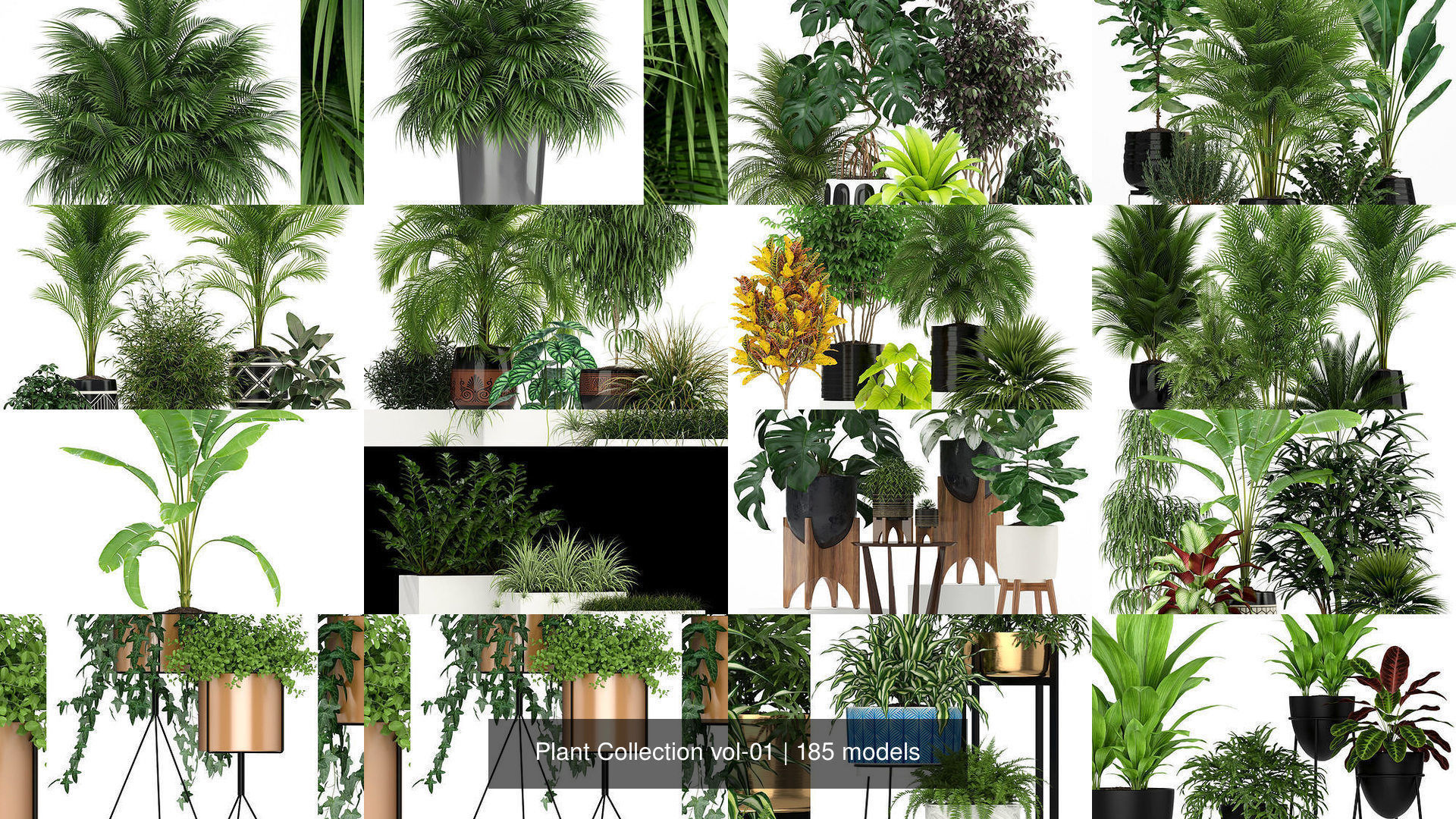 Plant Collection vol-01 _178