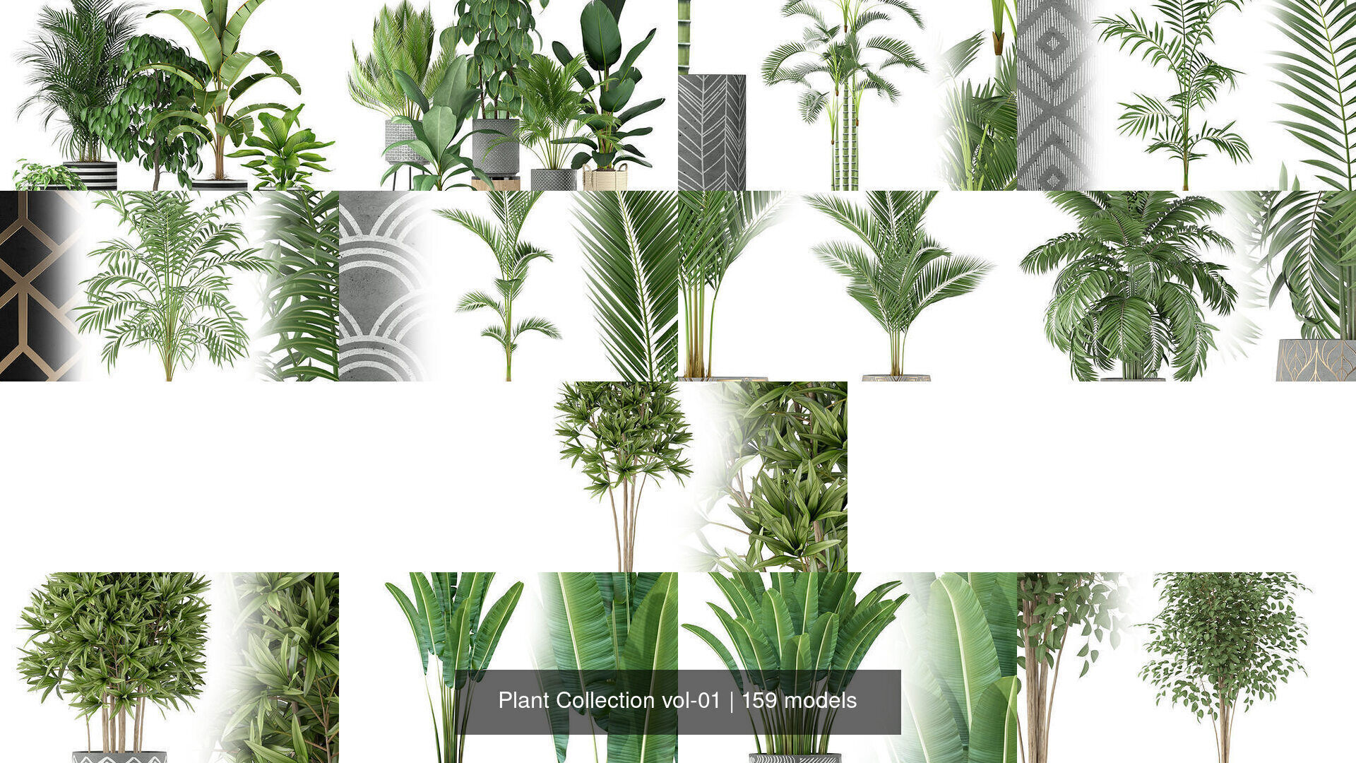 Plant Collection vol-01 _254