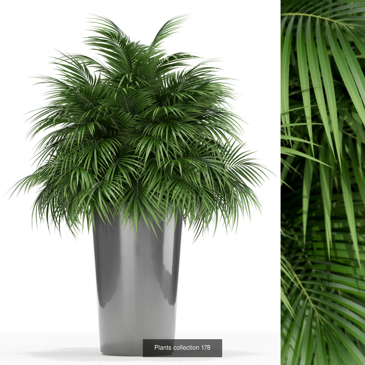 Plant Collection vol-01 _406