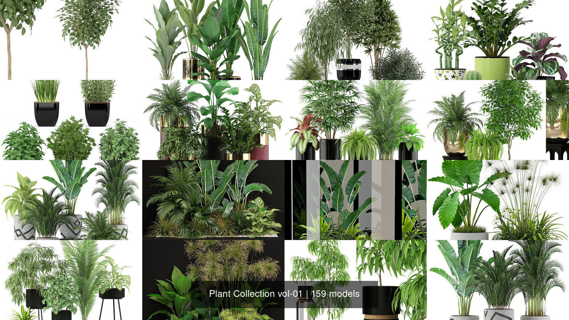Plant Collection vol-01 _293