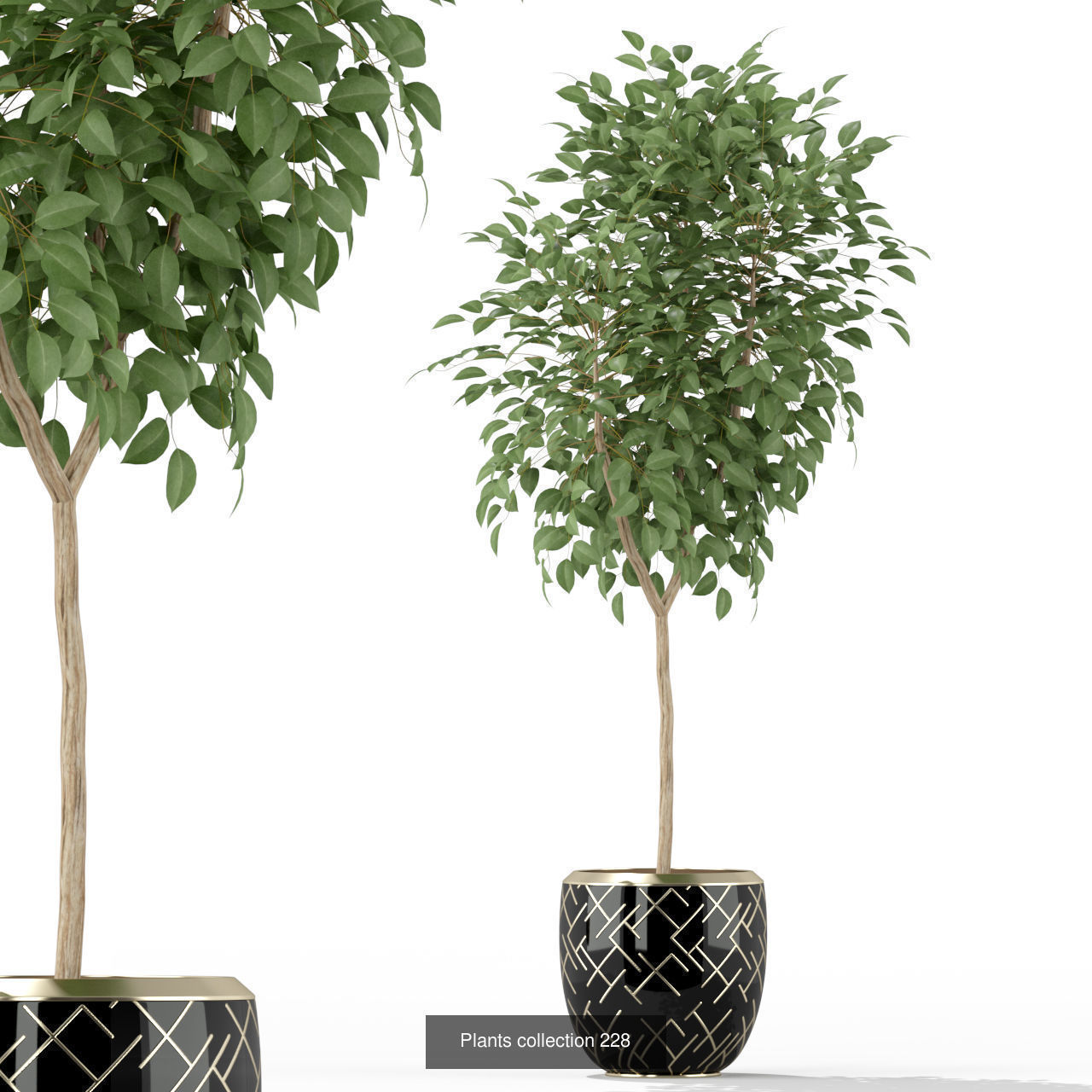 Plant Collection vol-01 _456