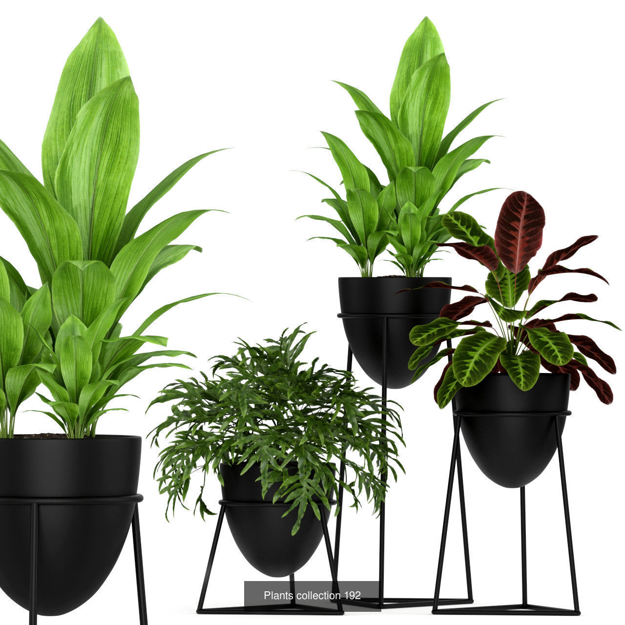 Plant Collection vol-01 _420