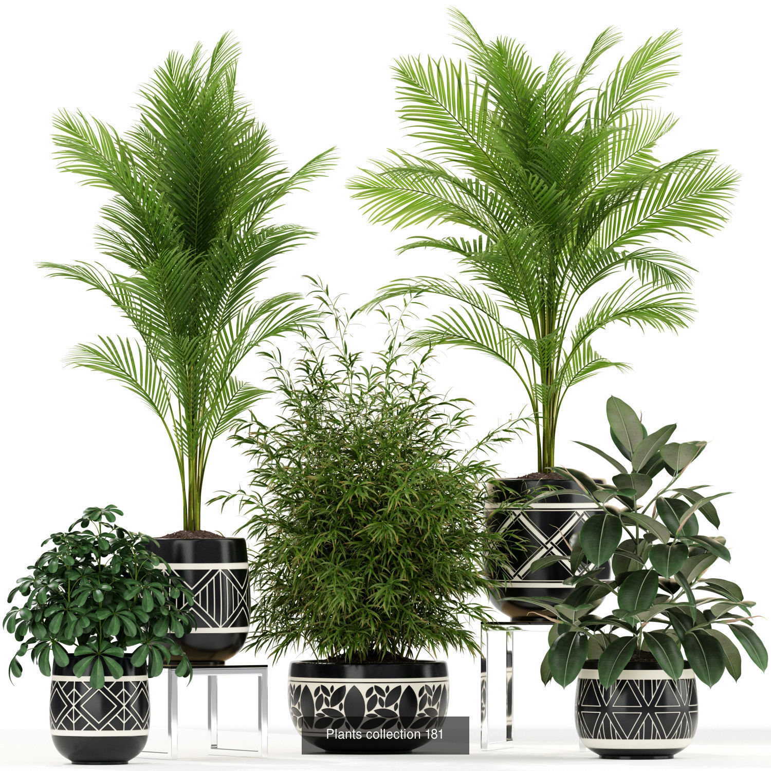 Plant Collection vol-01 _409