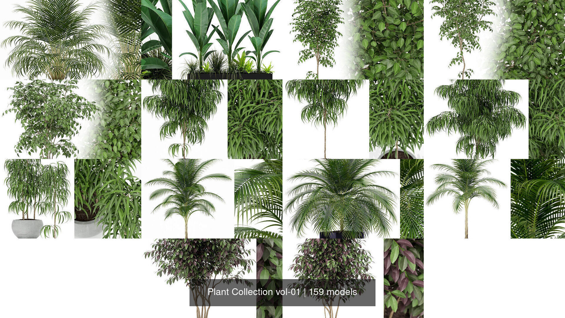Plant Collection vol-01 _140