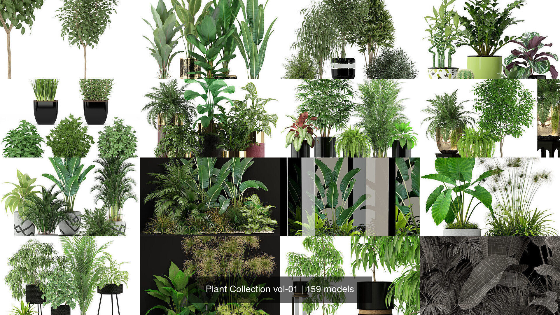 Plant Collection vol-01 _283