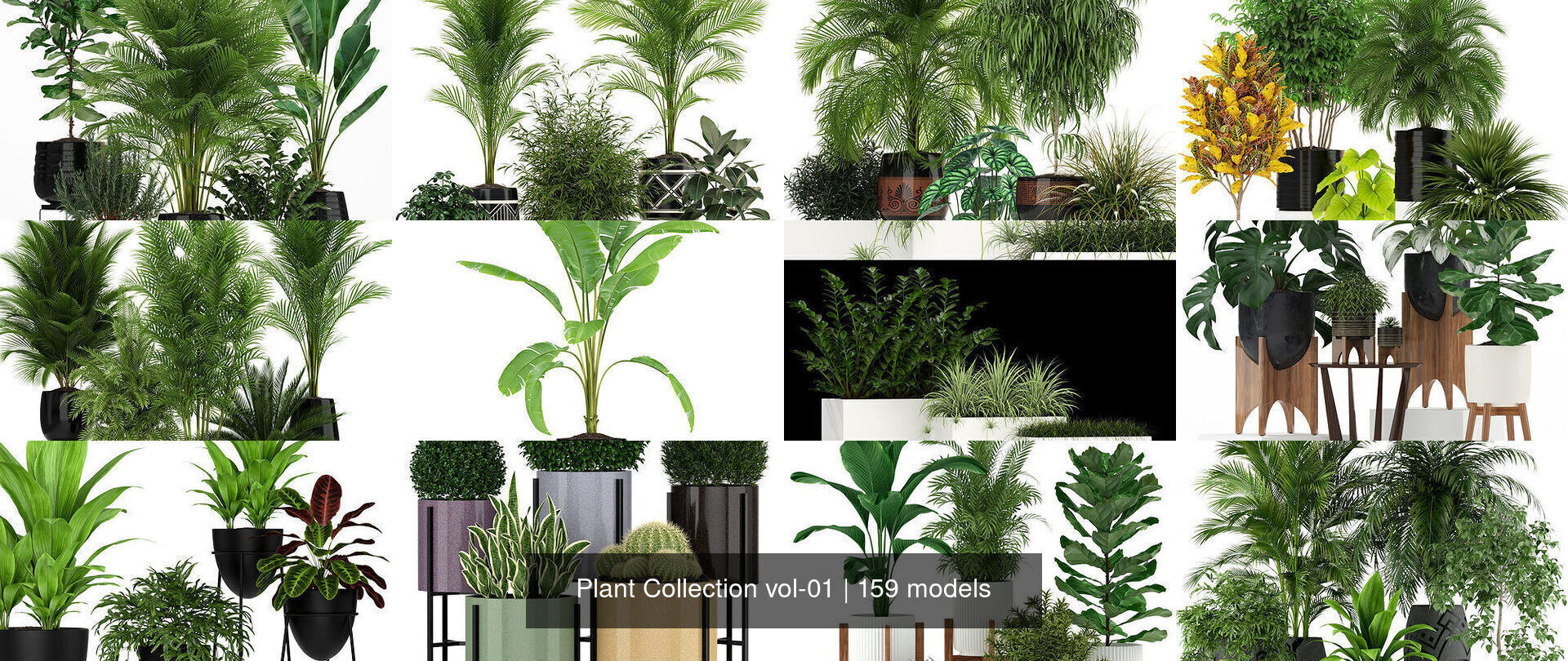 Plant Collection vol-01 _190