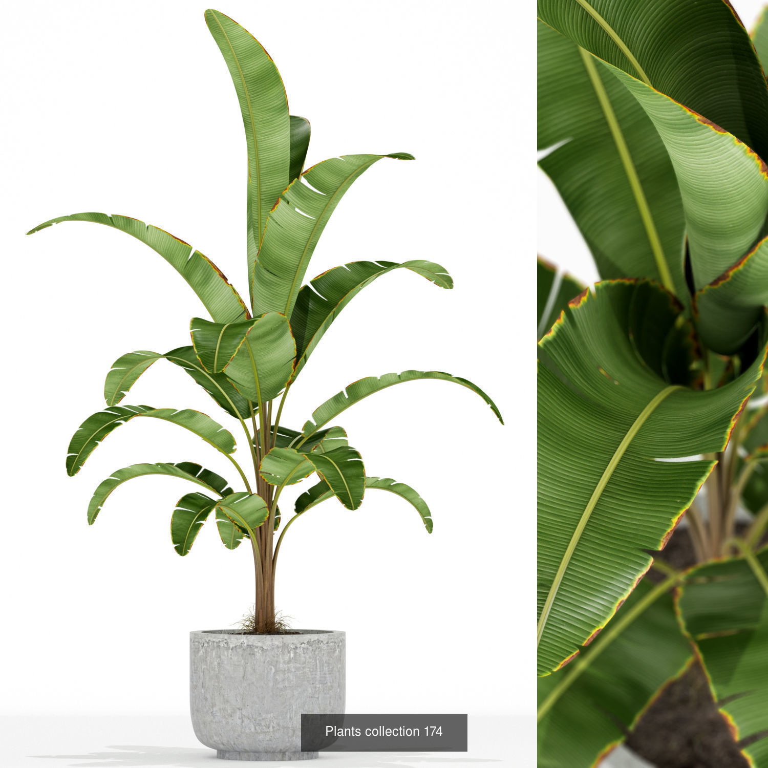 Plant Collection vol-01 _402