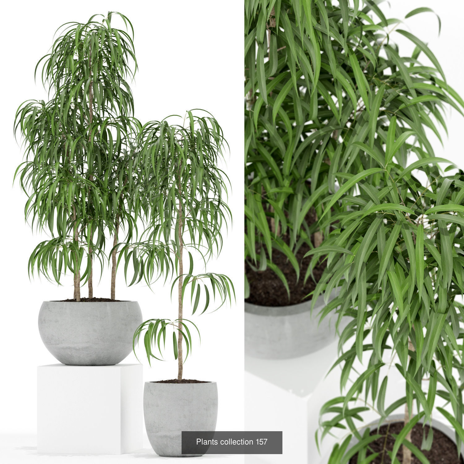 Plant Collection vol-01 _384