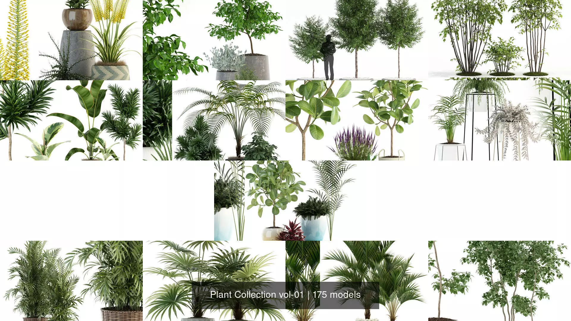 Plant Collection vol-01 _7