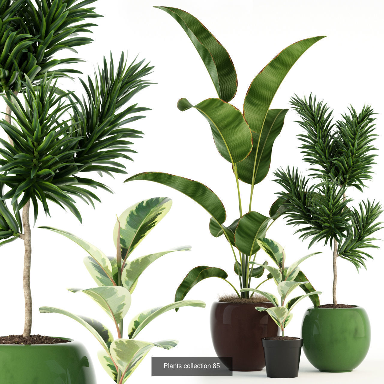 Plant Collection vol-01 _316