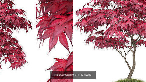 Plant Collection vol-01 _157