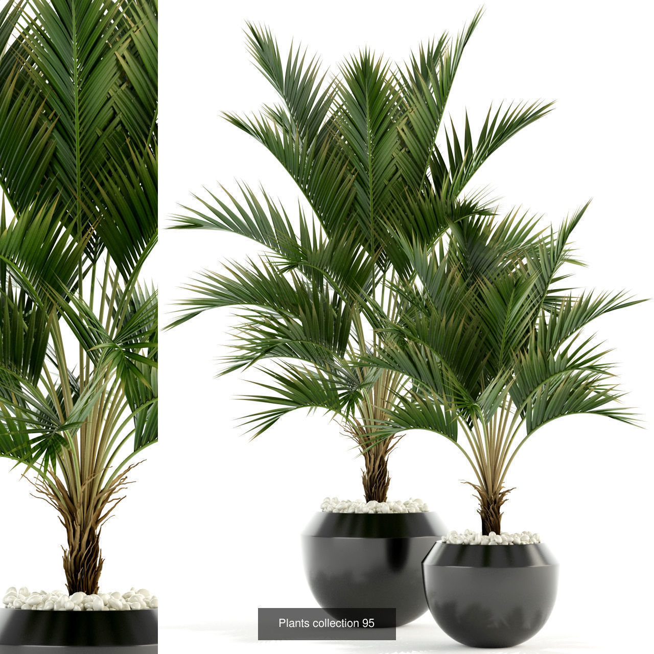 Plant Collection vol-01 _326