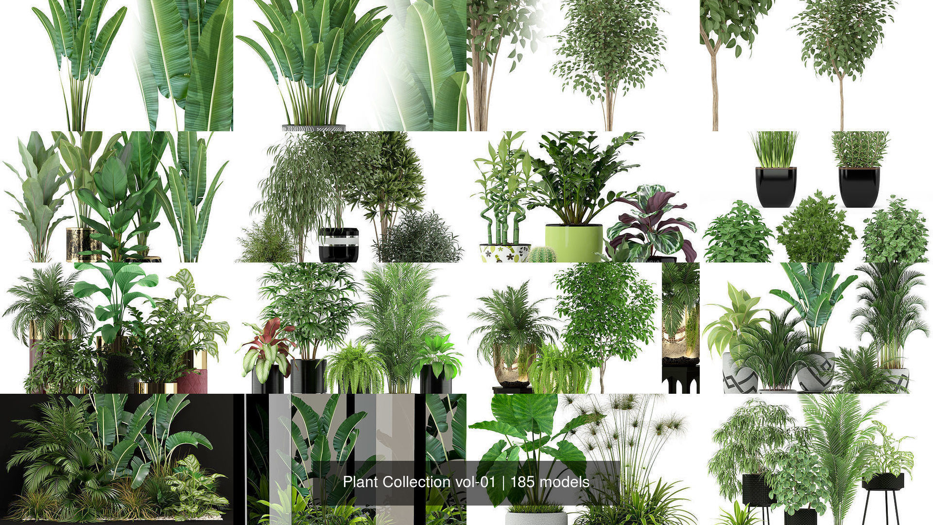 Plant Collection vol-01 _271