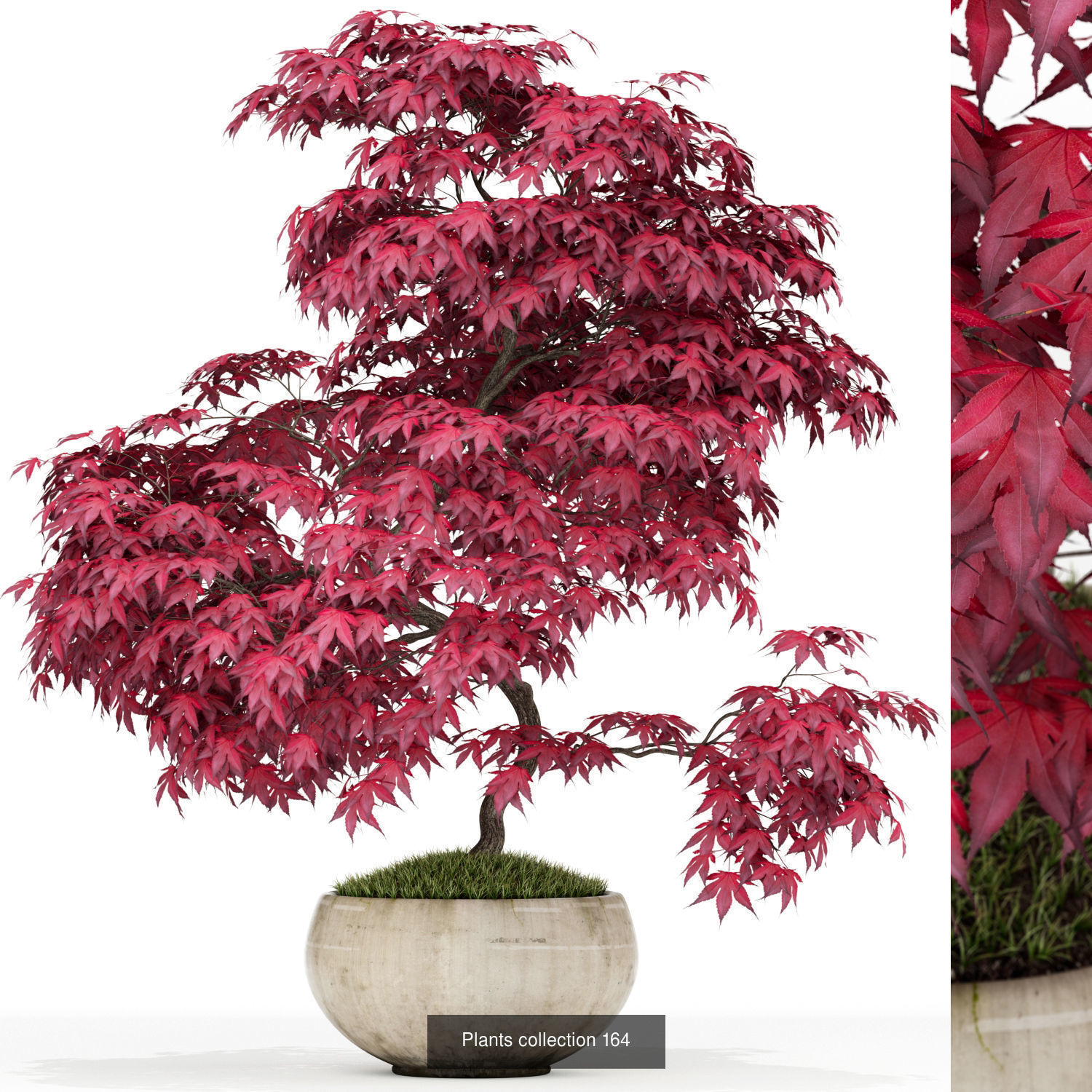 Plant Collection vol-01 _392