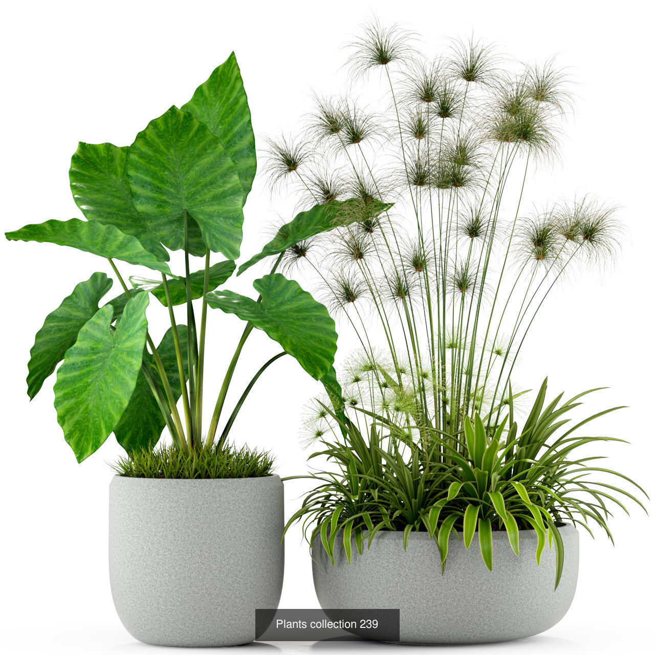 Plant Collection vol-01 _467