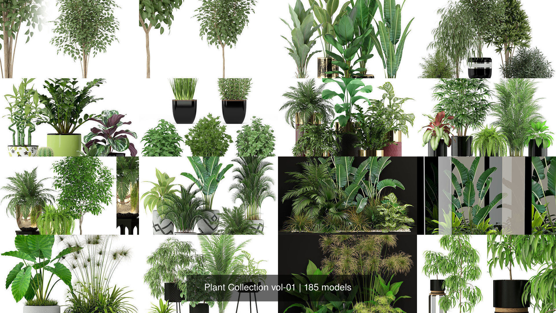 Plant Collection vol-01 _274