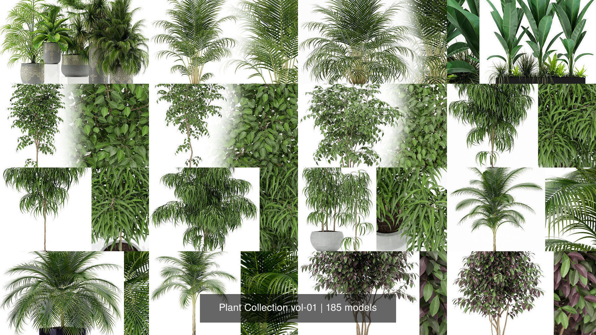 Plant Collection vol-01 _118