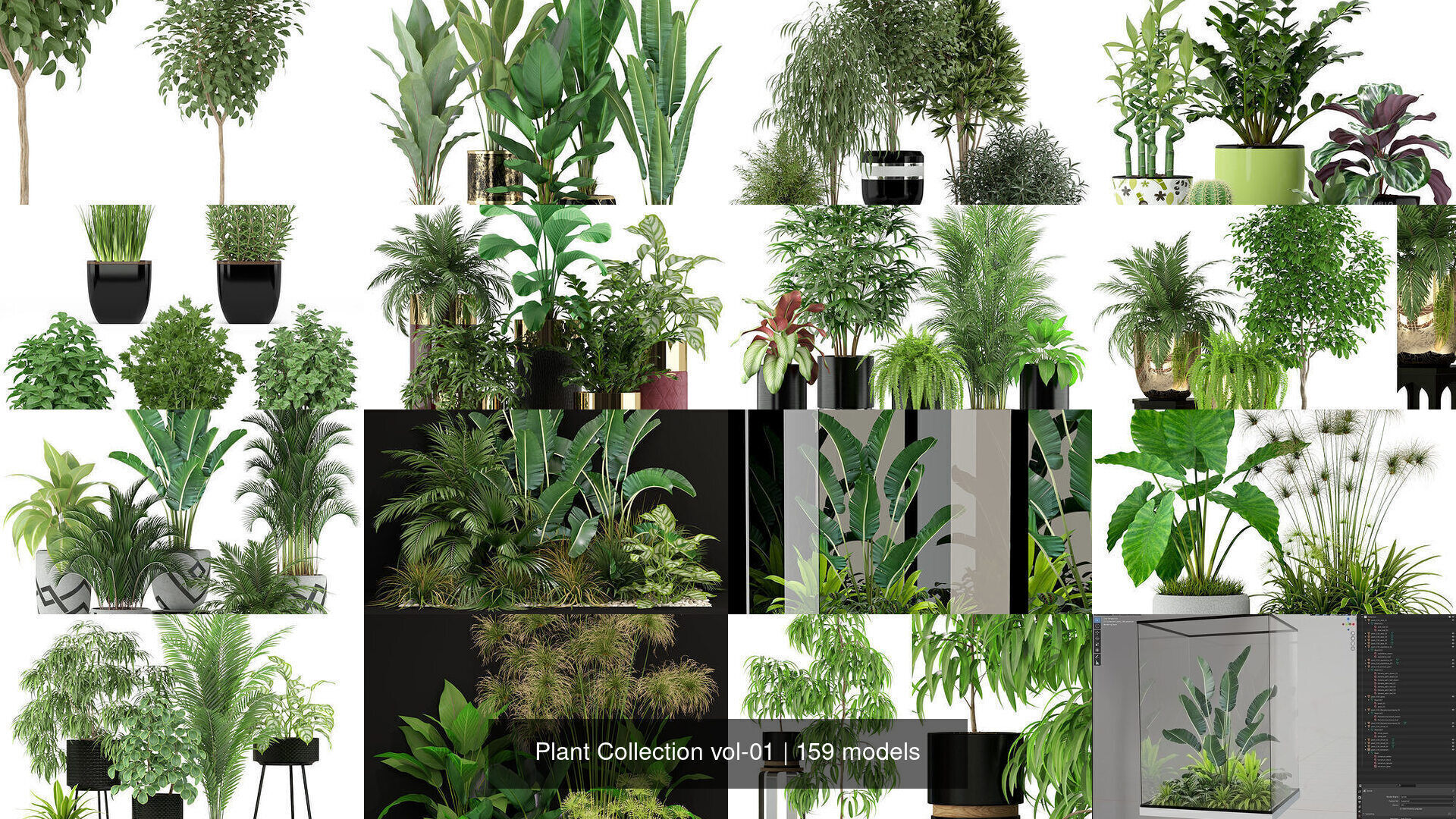 Plant Collection vol-01 _297