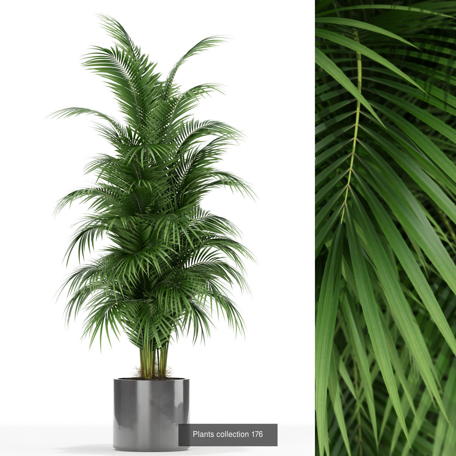 Plant Collection vol-01 _404