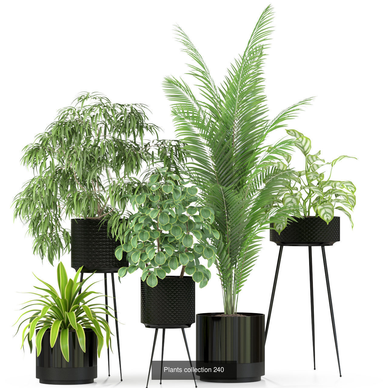 Plant Collection vol-01 _468